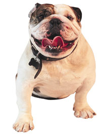 About the Watchdog Program
